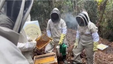 Tío Nacho protege a más de un millón de abejas en AL Colmenas adoptadas por Tío Nacho en Antioquia Colombia Autor/copyright: Tío Nacho