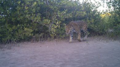 Conservación de Jaguares La Papalota Autor/copyright: La Papalota