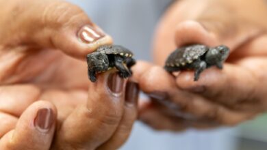 Conservación de la Tortuga Casquito BBVA y Ectagono Autor/copyright: ectagono.com.mx