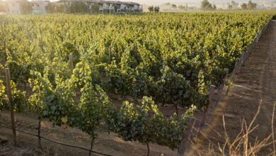 El Cielo Resort impulsa el turismo. El Cielo Resort, un referente enoturístico. Autor/copyright: Grupo Presidente