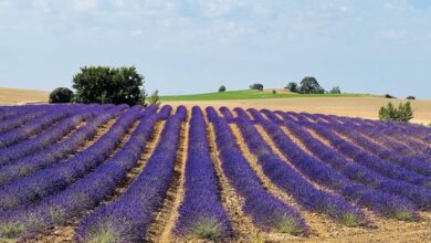 Agricultura sostenible Autor/copyright: Ener2Crowd
