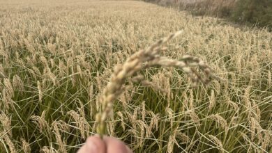 Arroz ecológico BioPalacín Planet